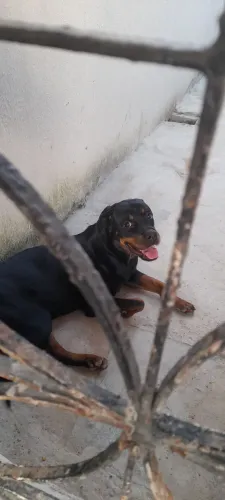 Rotweiller femea para cruza