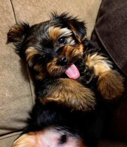 Yorkshire Terrier Macho. Já Desmamado Lindo e Pronto para Entrega