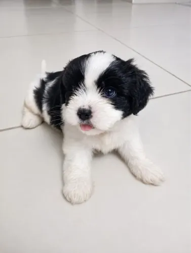 Shih Tzu