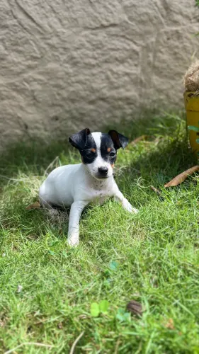 Pinscher Zero: O menor tamanho, o maior amor!