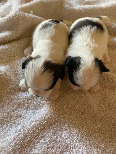 Filhote de shihtzu 
