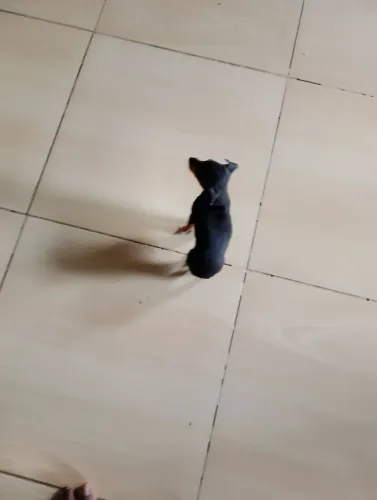 Cachorro 