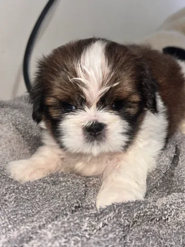 Vende-se filhote de shih tzu