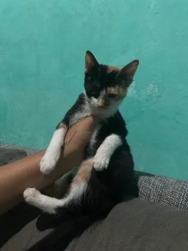 Adoção 