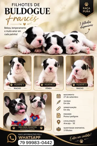 Buldogue Francês a venda