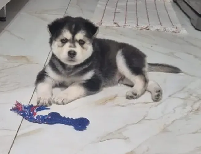 Vendo Husk siberiano macho