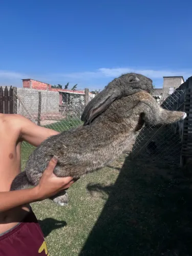 Vende se coelho para já pronto para reprodução 