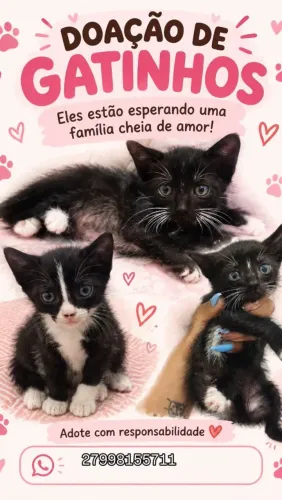 Doação de gatos