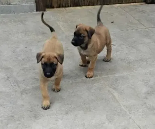 Pastor Belga Malinois, 2 machos.
