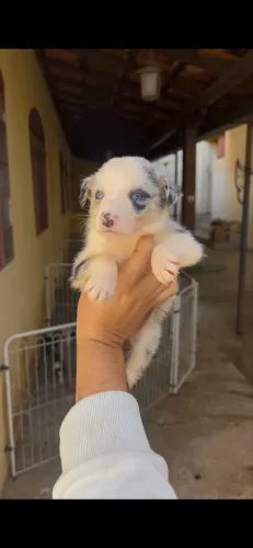 Filhote Border collie fêmea blue merle com os olhos azuis