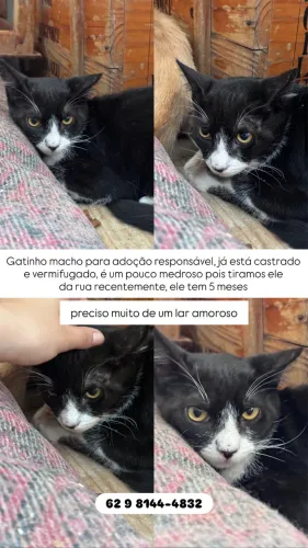 Gato Macho Castrado para adoção