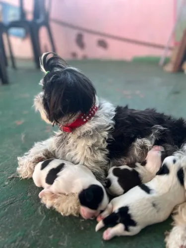 Lindos filhotes de shih tzu