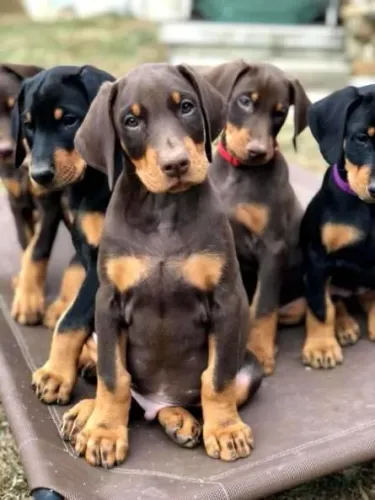 Doberman