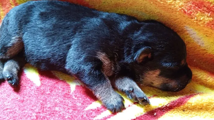 Bebês rottweiler disponível pra escolher leia o anúncio todo