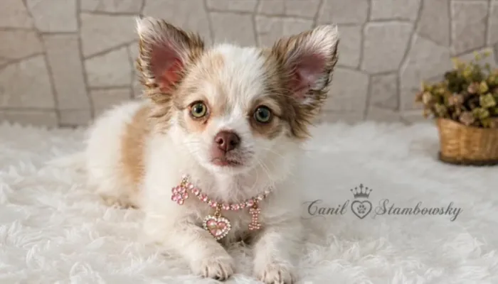 Chihuahua fêmea pura 