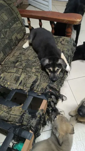 Shepsky husky com pastor belga