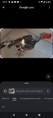 Vendo galo carijo