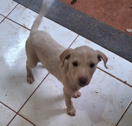 Doação machos 3 meses