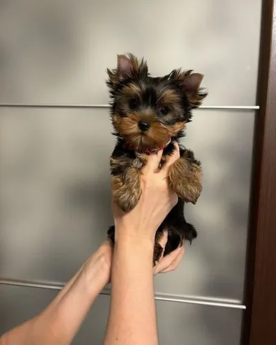 Yorkshire Seu novo melhor companheiro pode ser esse