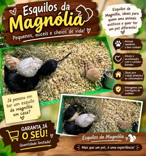 Vendo esquilo da magnólia