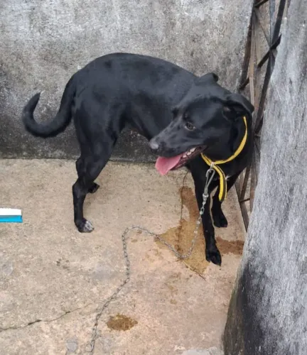 Cadela CASTRADA, para ADOÇÃO RESPONSÁVEL