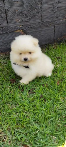 Filhote de spitz alemão anão
