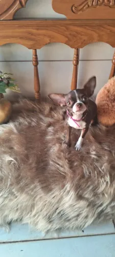 Fêmea Chihuahua
