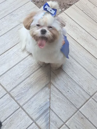 Shitzu