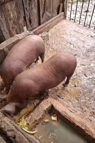 Porca bae prenha