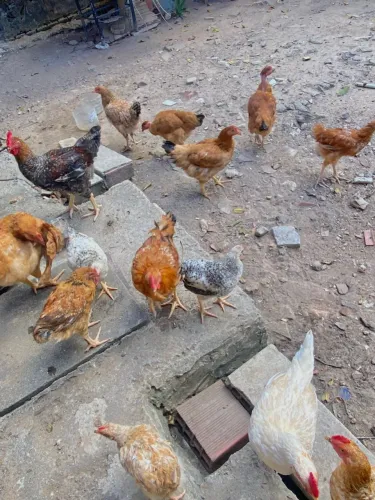 Galos e Galinhas
