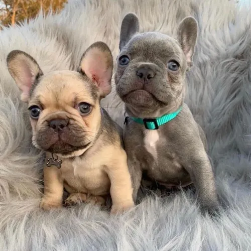 Bulldog francês cores exóticas 