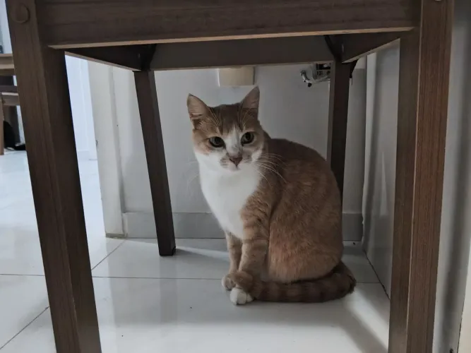 Gata fêmea castrada