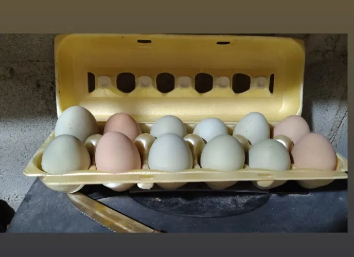 Ovos de galinha sertanejo balão 