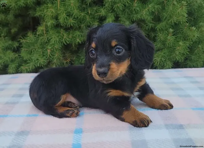 Dachshund pelo longo | Chama agora e veja vídeos dos filhotes disponível 