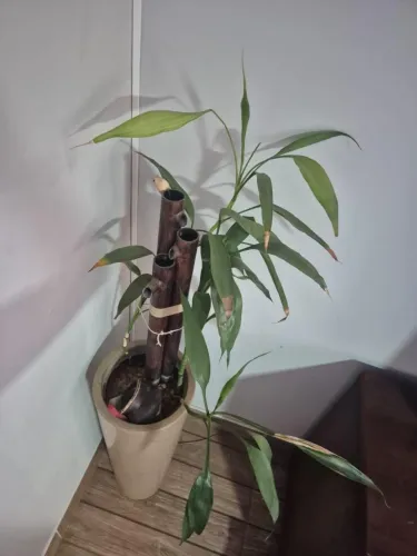 Fonte com bambu