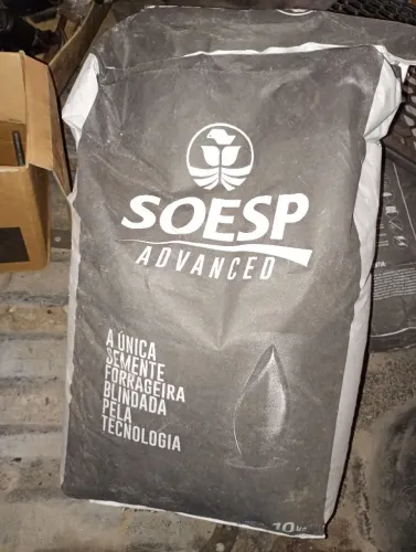 Semente CAPIM MASSAI