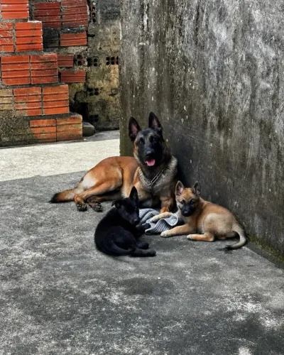 Pastor belga