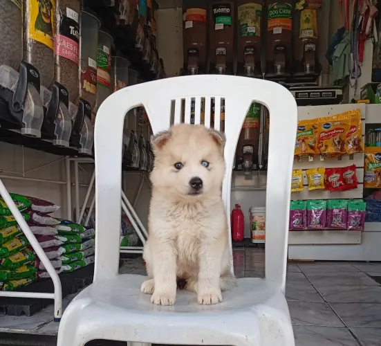 Husky siberiano fêmeas disponível