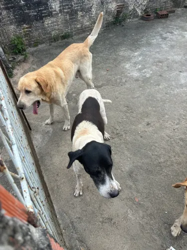 Cachorros para adoção