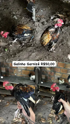 Vendo galo