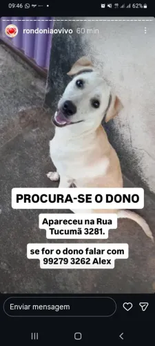 Cachorro achado