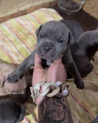 Filhote American Bully legítimo 