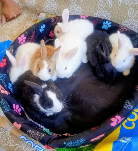 Vendo filhotes de coelho ?