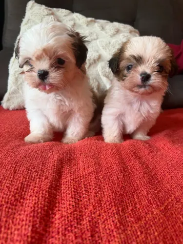 Último filhote de Shih tzu macho disponível bem pequeno !!