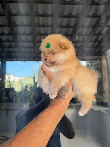 Lulu da pomerania anão ursinho