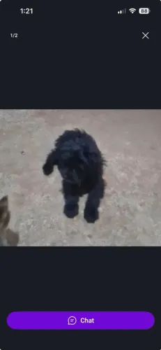 Cachorro 