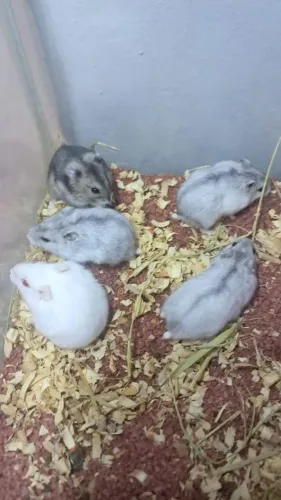 Hamster anão russo e sirio