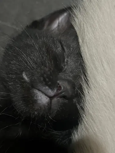 Doação de gatinhos ?