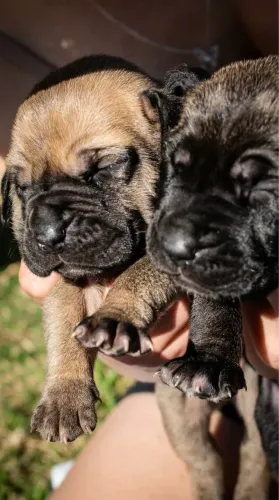 Filhotes Fila Brasileiro