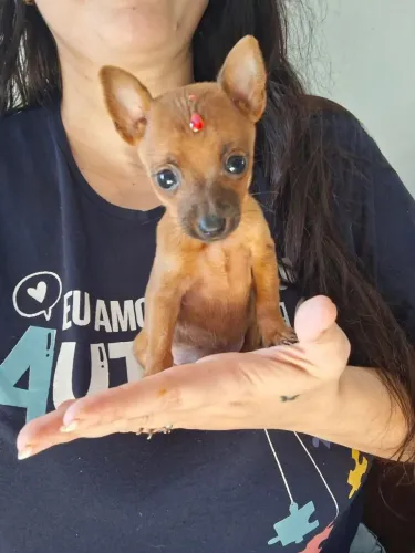 Filhote de pinscher 